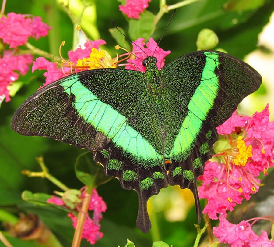 swallowtail-butterfly-1000-1112_full_610.jpg