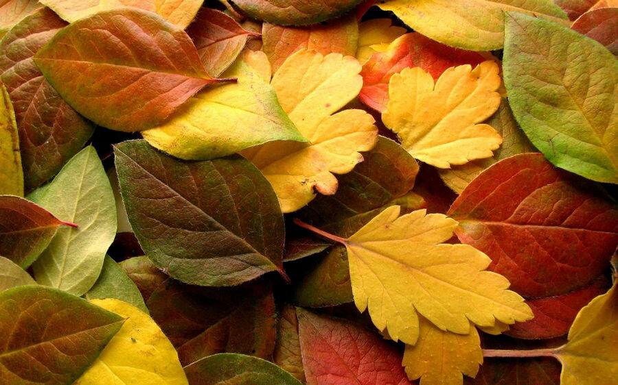 Amazing-Fall-Leaves-Autumn-Wallpaper-High-Definition-04.jpg