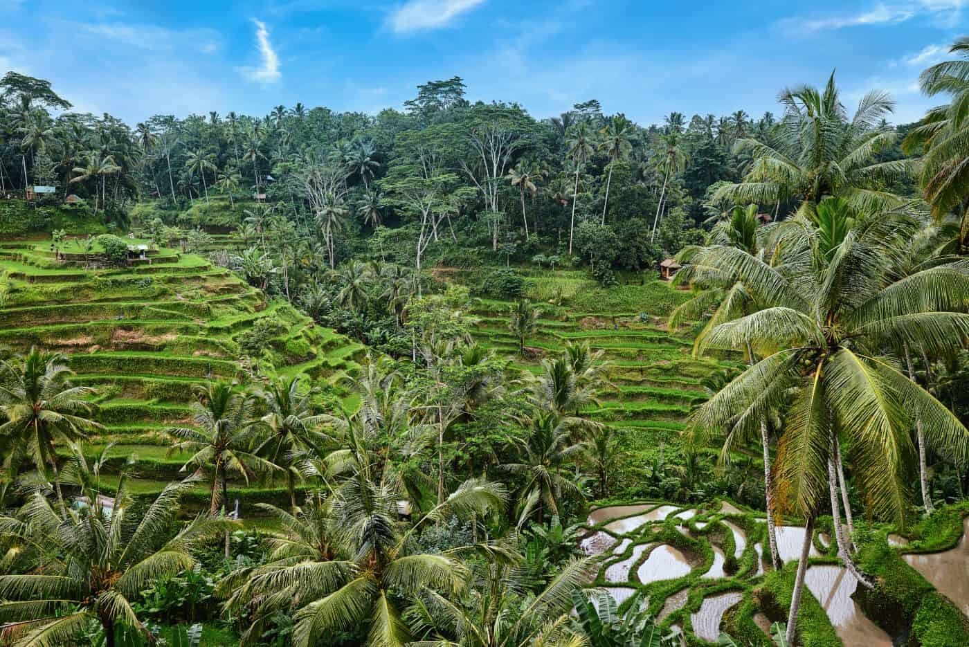 Rice-Terrace-at-Tegalalang-in-Bali.jpg
