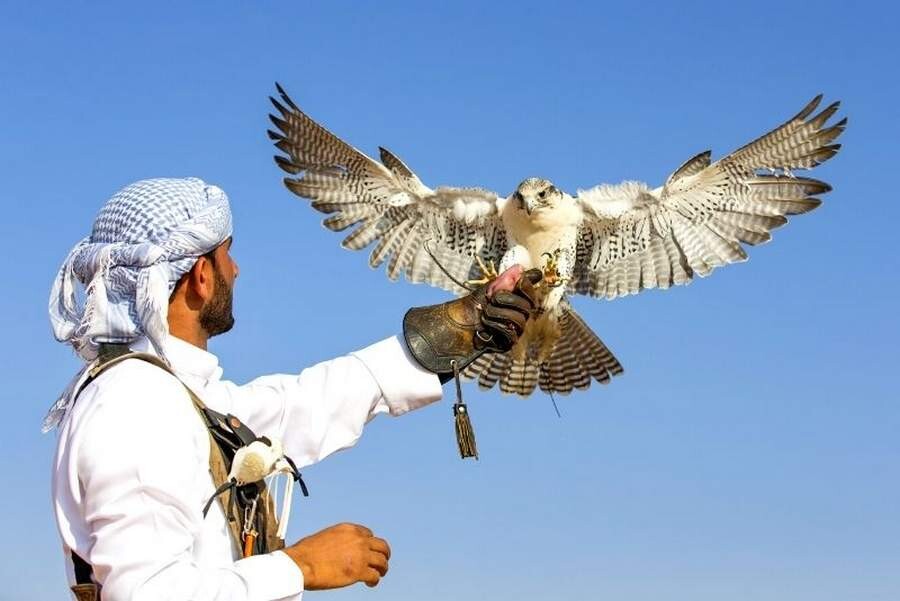 falconry-in-Dubai.jpg
