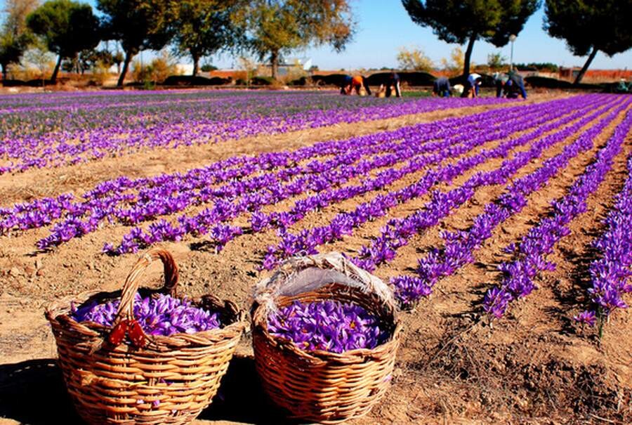saffron-cultivation.jpg