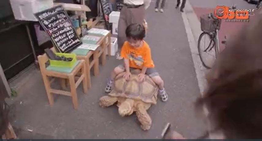 حیوان خانگی پیرمرد ژاپنی، لاک‌پشتی غول‌آسا