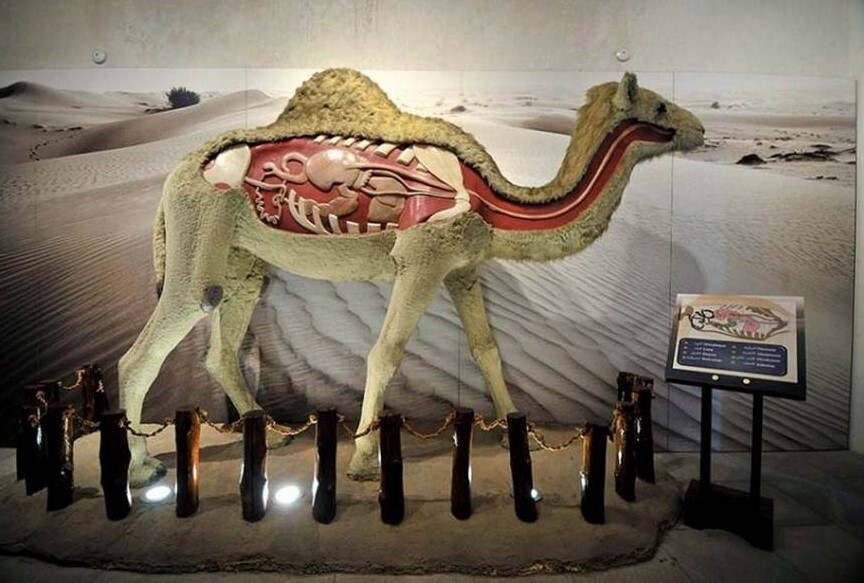 lastsecond.ir Camel museum 3.jpg