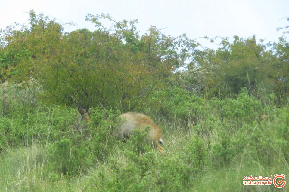 بز کوهی (Walia Ibex ) در طبیعت سیمین
