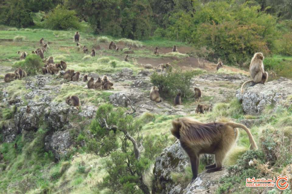 دسته بابونها در مسیر کوهستان