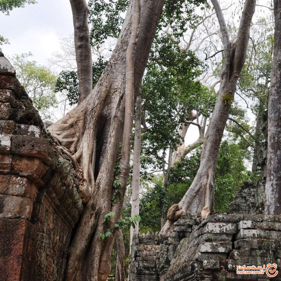 معبد تاپروم (Ta prohm) که دیوارهای آن طی سالیان دراز  با درختان عجین شده است.