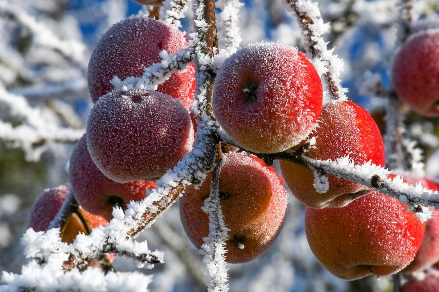 Apples-frost.jpg
