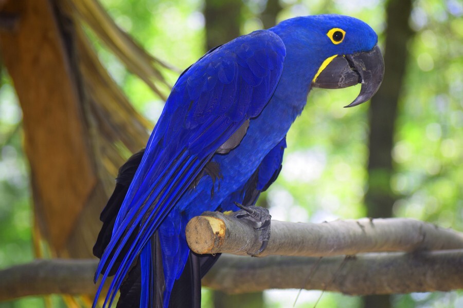 Hyacinth macaw.jpg