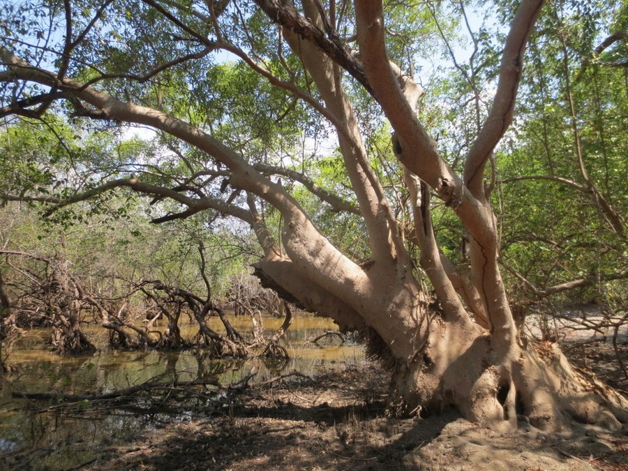 Mature_mangrove_tree_(Avicennia_marina)_at_edge_of_Lake_Be_Malae.jpg