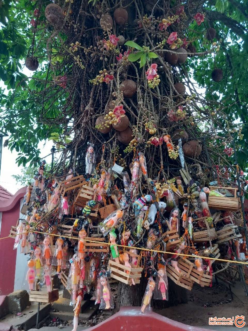 درخت با گلهای زیبا در معبد که عروسک ها به عنوان نذورات به آن بسته بودند