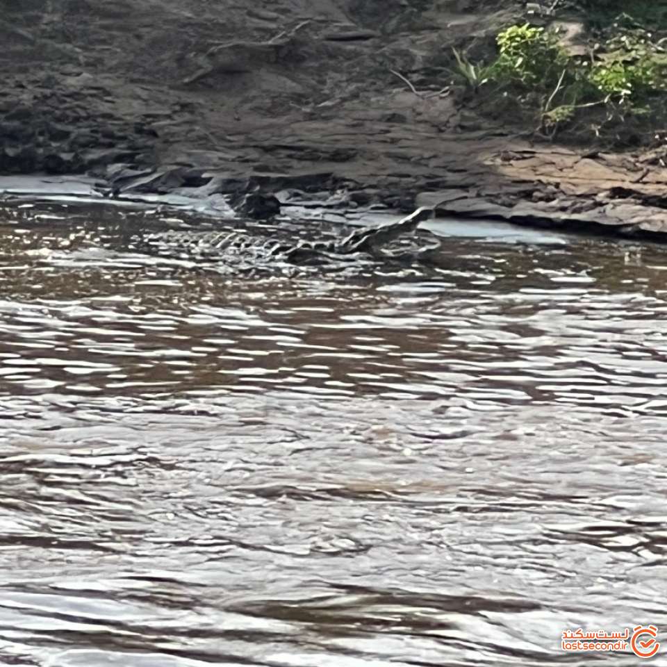 تمساح در رود مارا