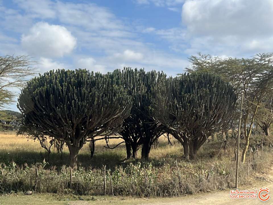 درخت های زیبای آفریقایی
