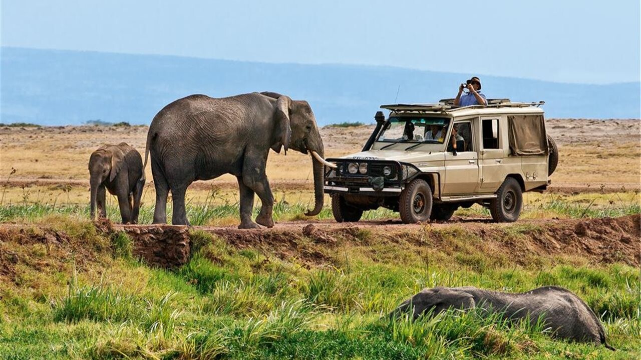شیر شاهان؛ تجربه جذاب سفر به کنیا