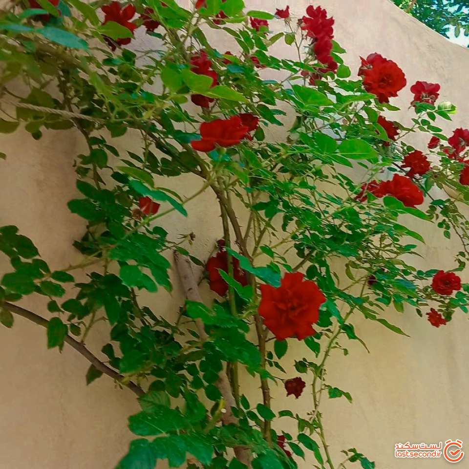 عکس ۲_ گل‌های رز
