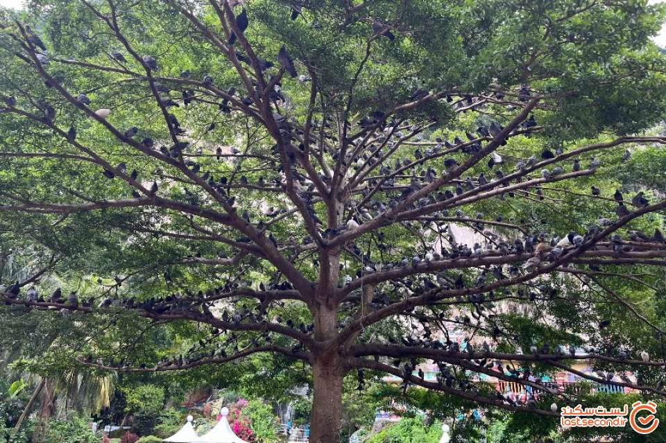 شکل 33 – درختی مملو از پرنده در محوطه غار باتو
