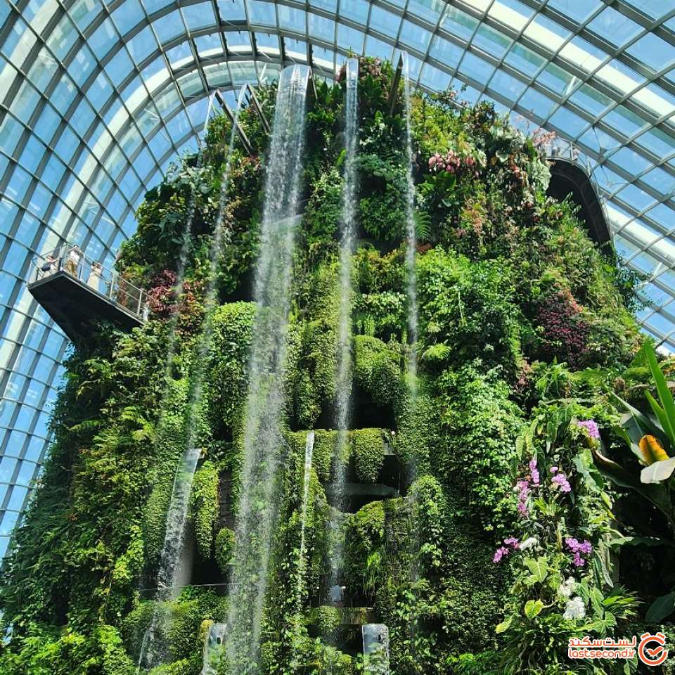 cloud forest