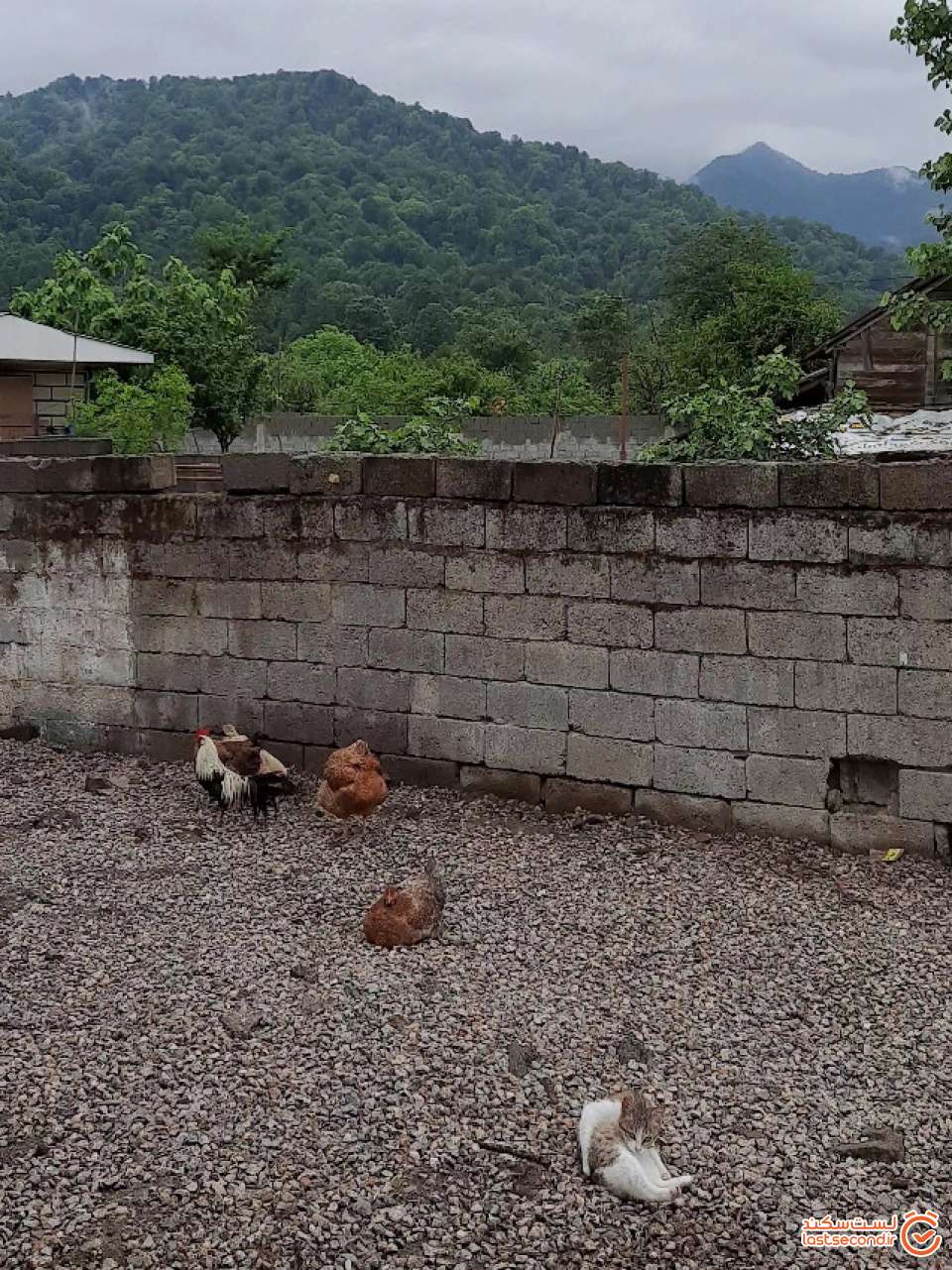 دوستی گربه و مرغ و خروس