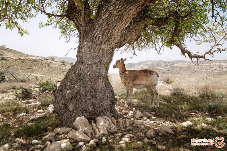 آرزو ، میش جزیره کبودان که دوست و همدم محیط بانان است.