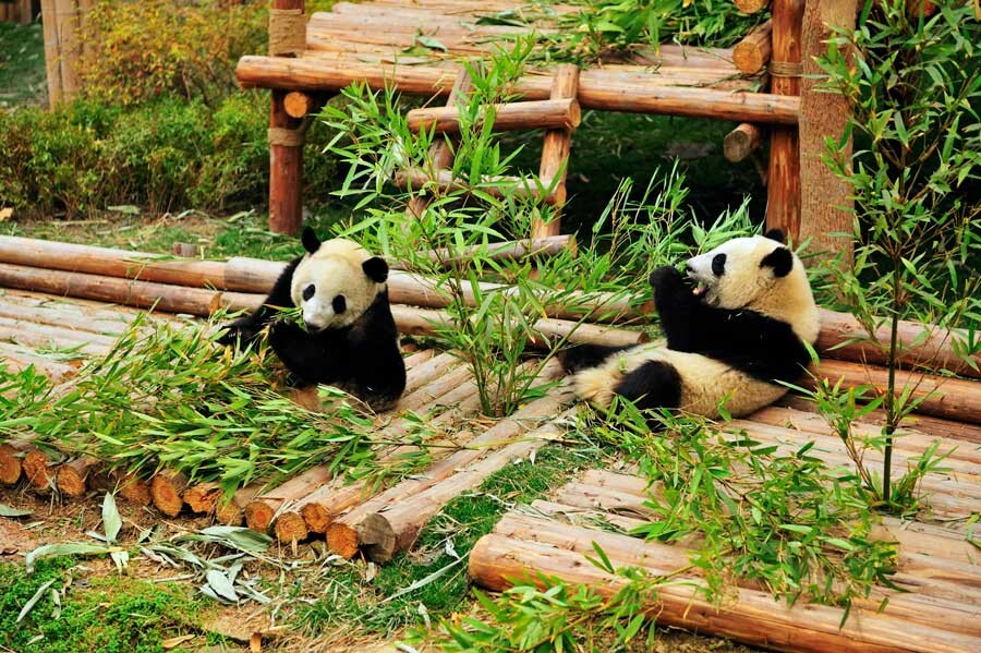 lastsecond.ir-china-tourist-attractions-pandas.jpg