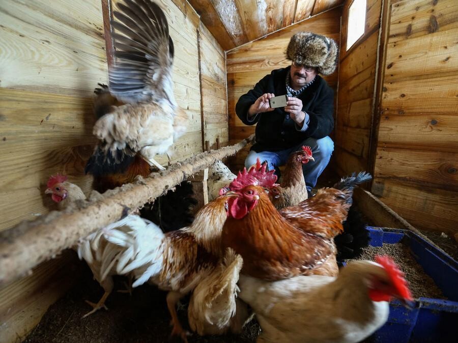 lastsecond.ir-food-price-in-russia-chicken.jpg