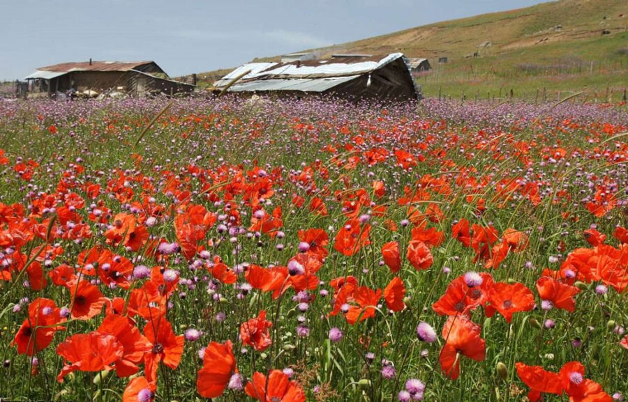 lastsecond.ir-talesh-travel-guide-soobatan.jpg