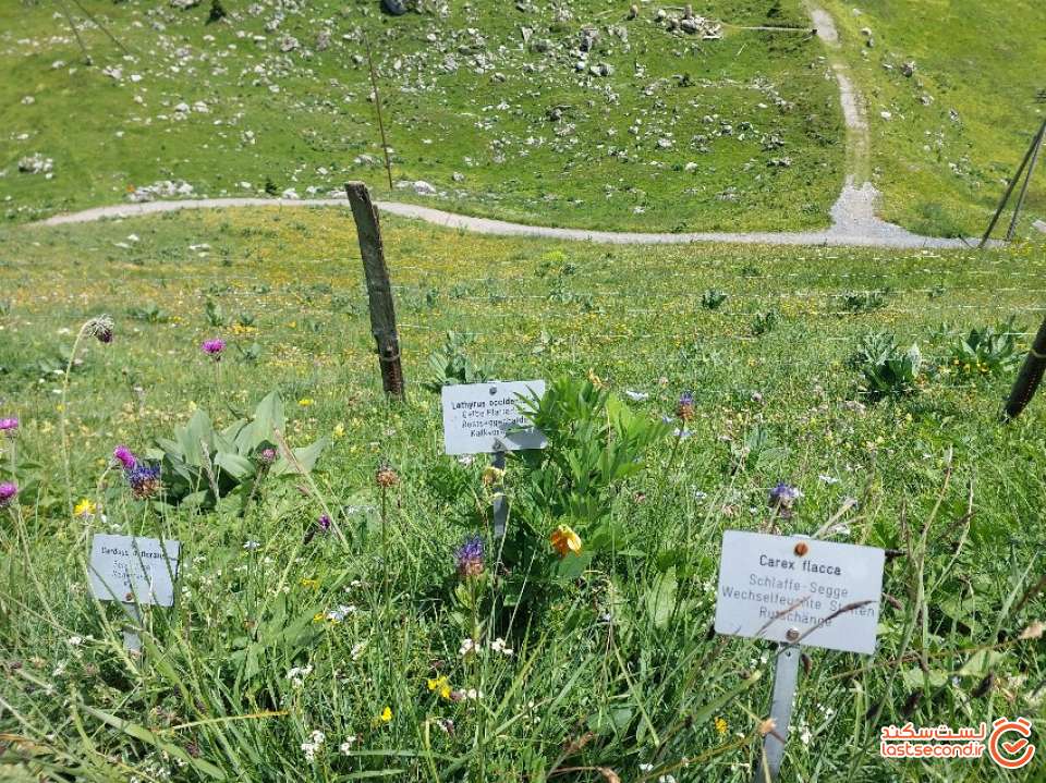 گونه های گیاهی در باغ آلپی