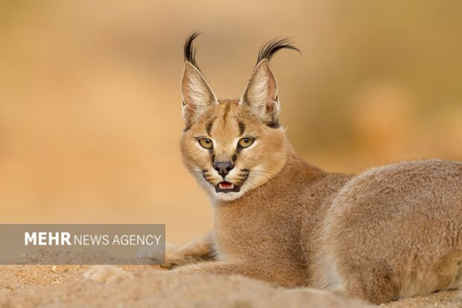 lastsecond.ir-near-desserts-to-iran-caracal-deserts1.jpg