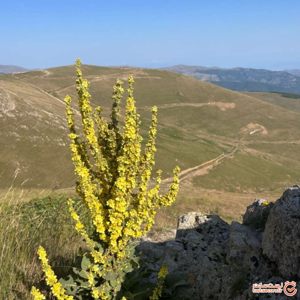 زیبا