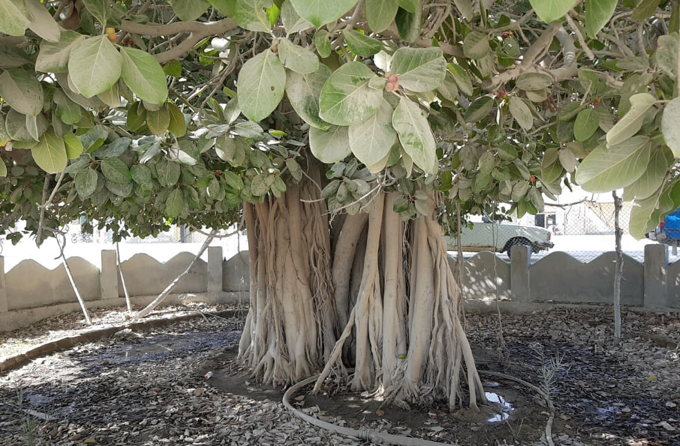 lastsecond.ir-qeshm-island-attraction-anjir-maabed.jpg