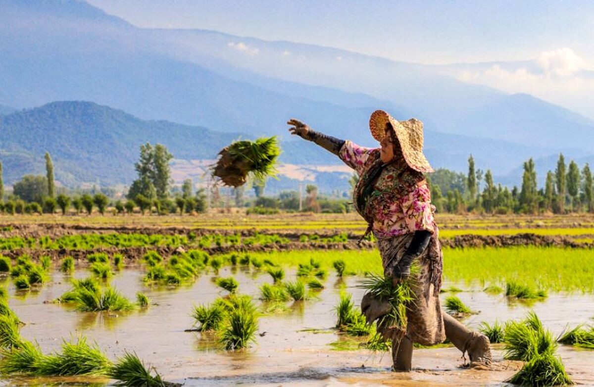 برنج مازندران.jpg