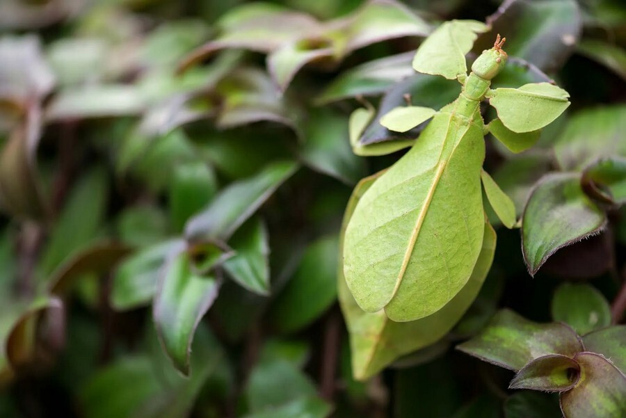 Leaf insects.jpg