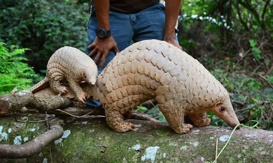 Pangolin.jpg