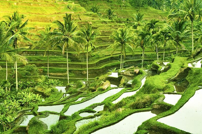 tegalalang-rice-terrace.jpg