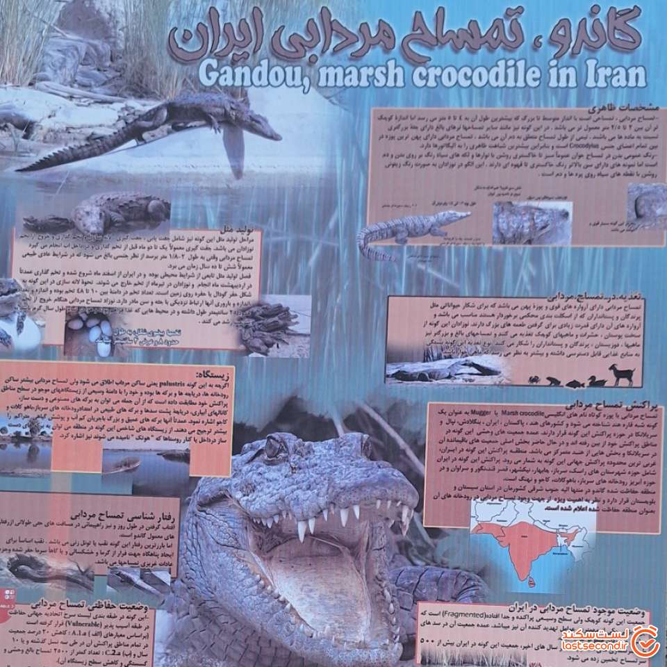 شرح در تصویر وحشتناک