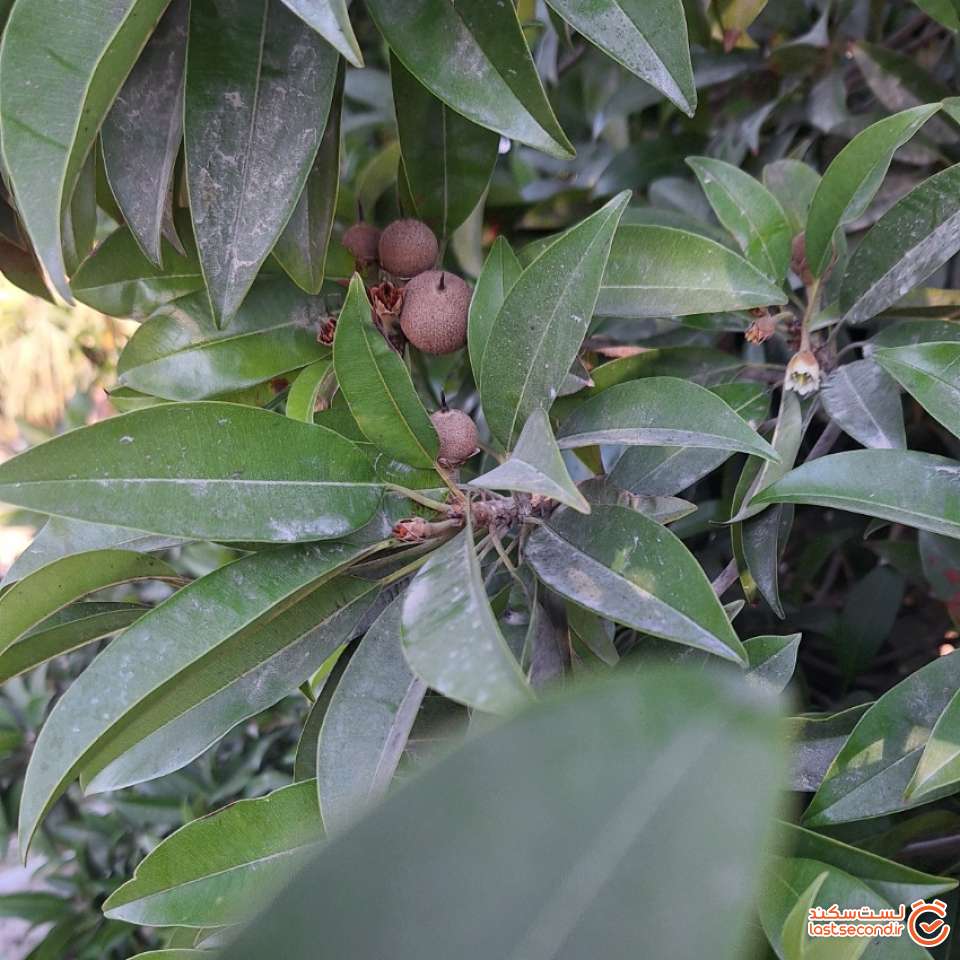 میوه ایی از جنس مرکبات