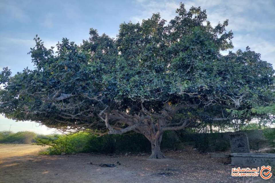 درخت انجیر معابد