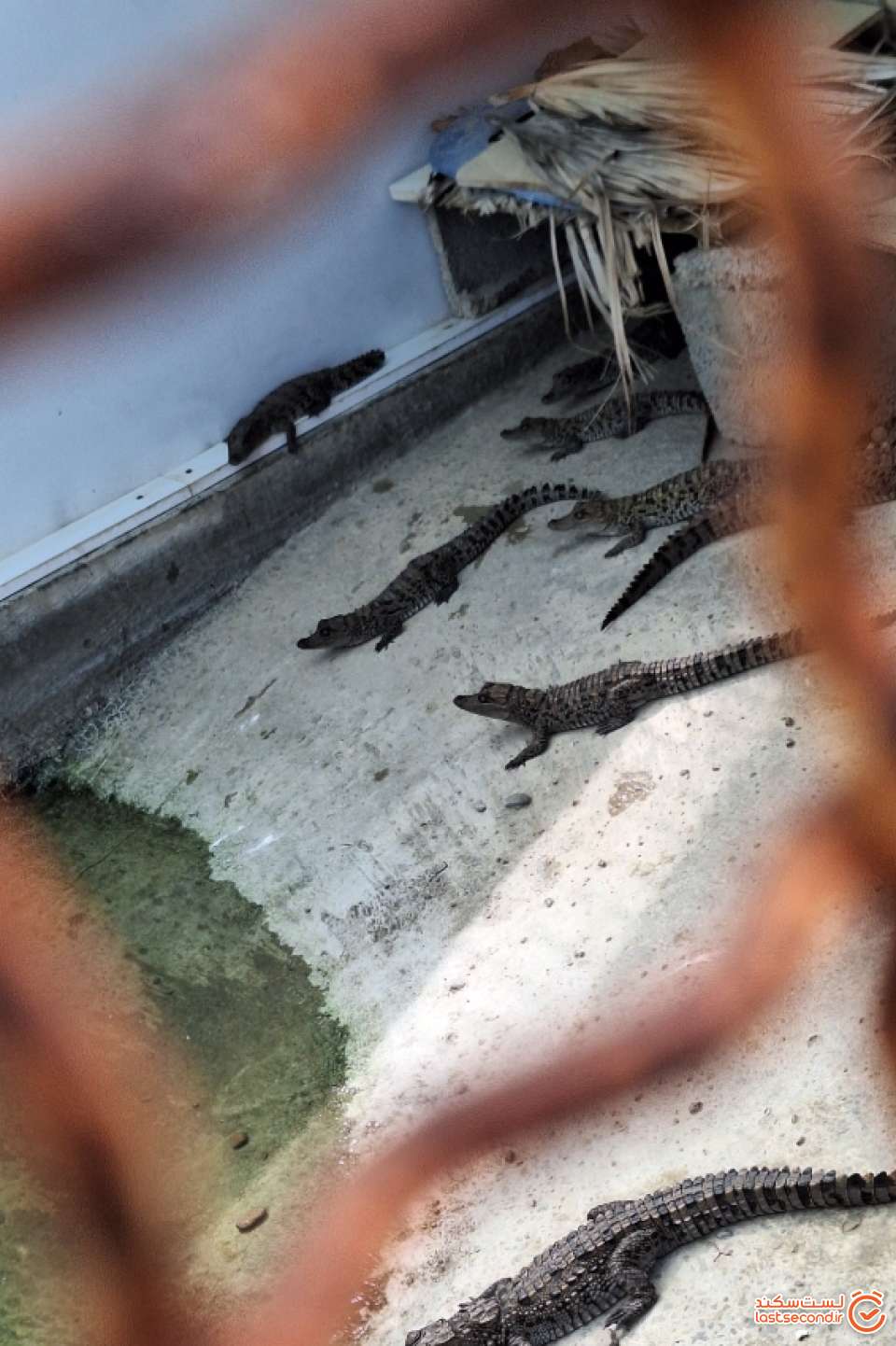 مهد کودک گاندوها