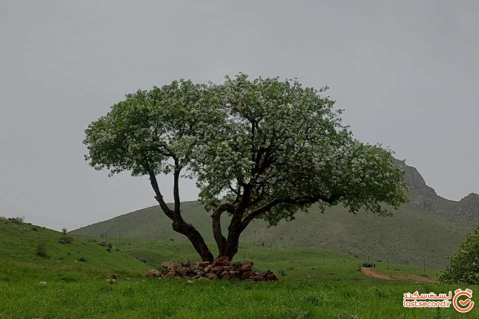 تک درختی که علی راننده می نی بوس به خاطرش نگه داشت