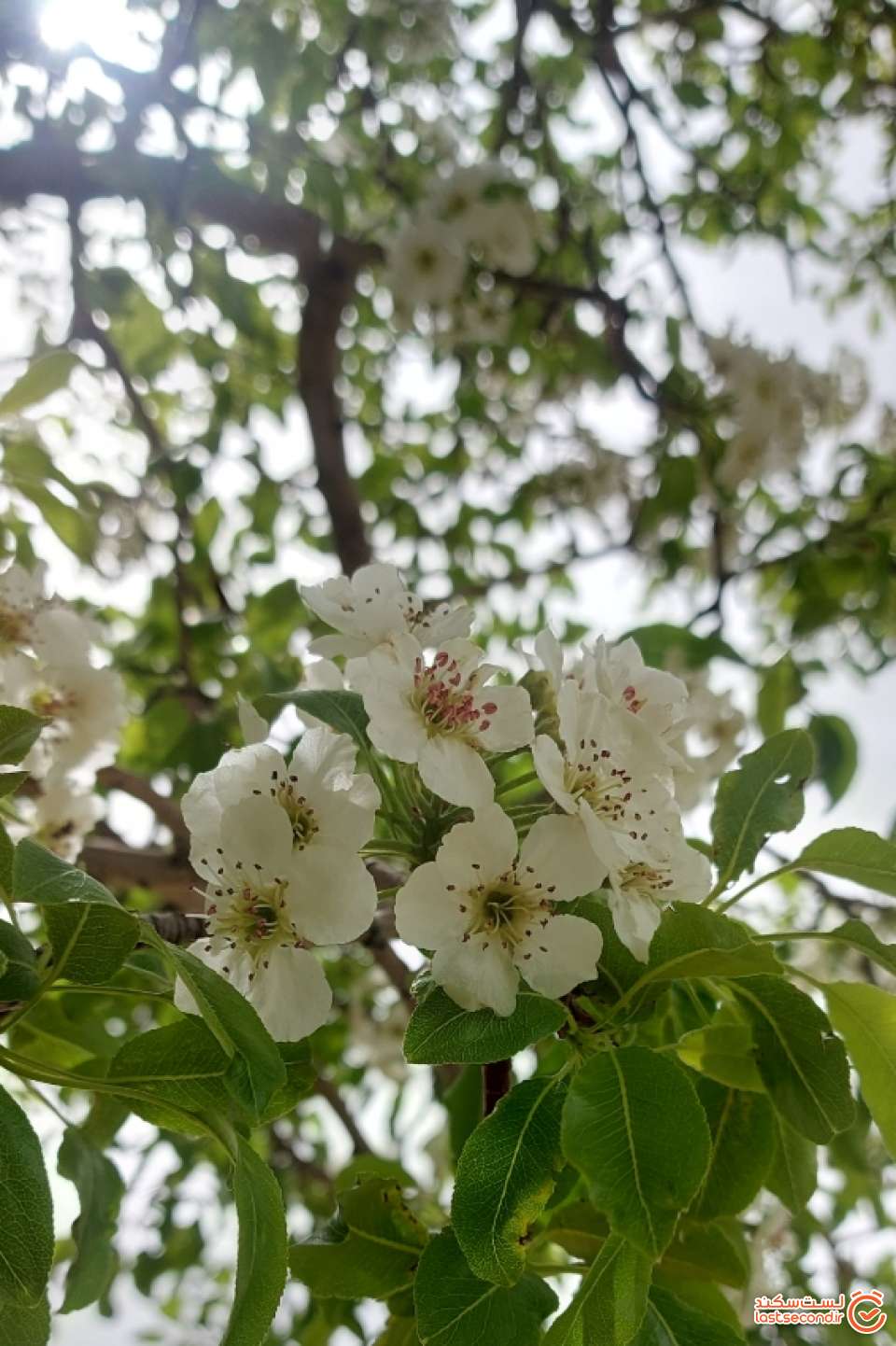 و این کردستان زیبا