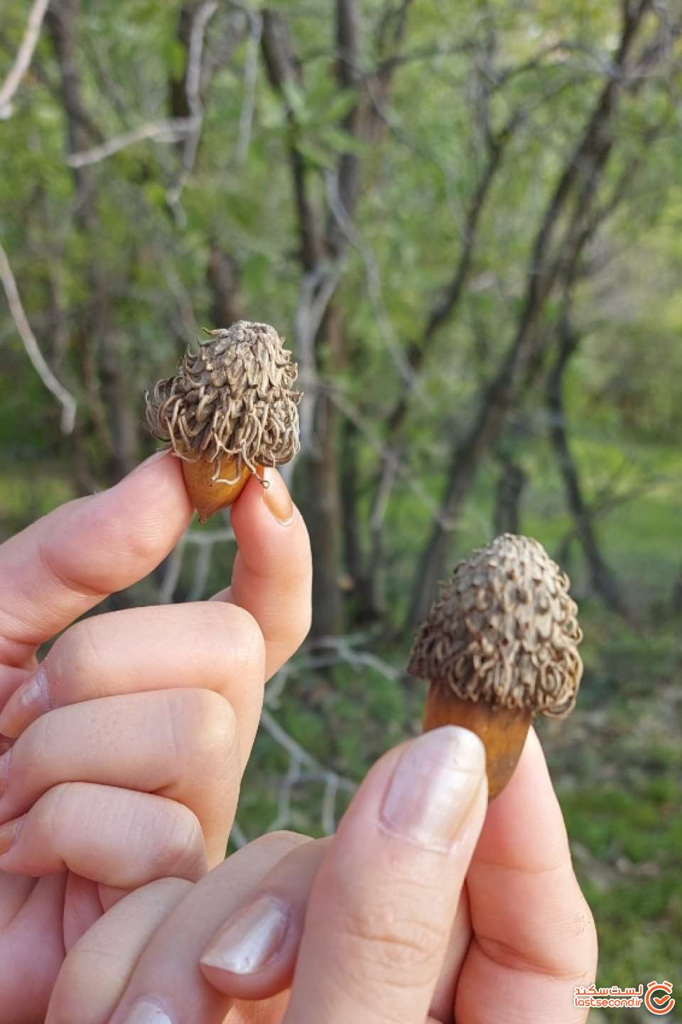 در جستجوی بلوط ها
