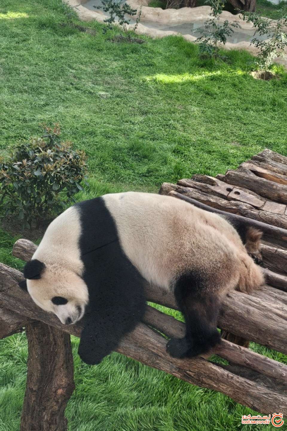 پاندا خسته