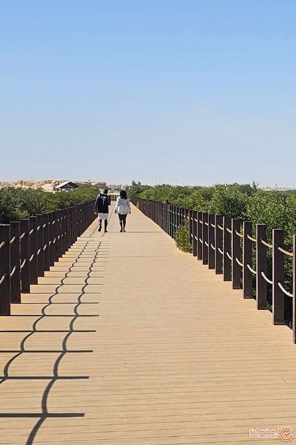 جنگل های حرا