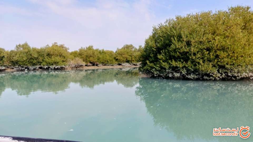 جنگل حرا