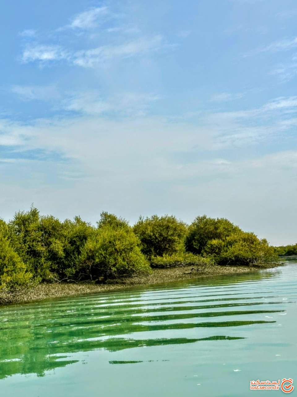 جنگل حرا