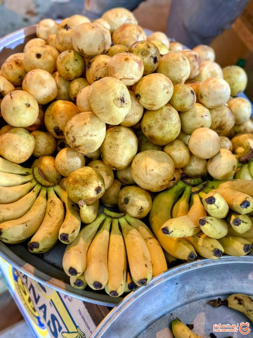 میوه زیتون یا گواوا