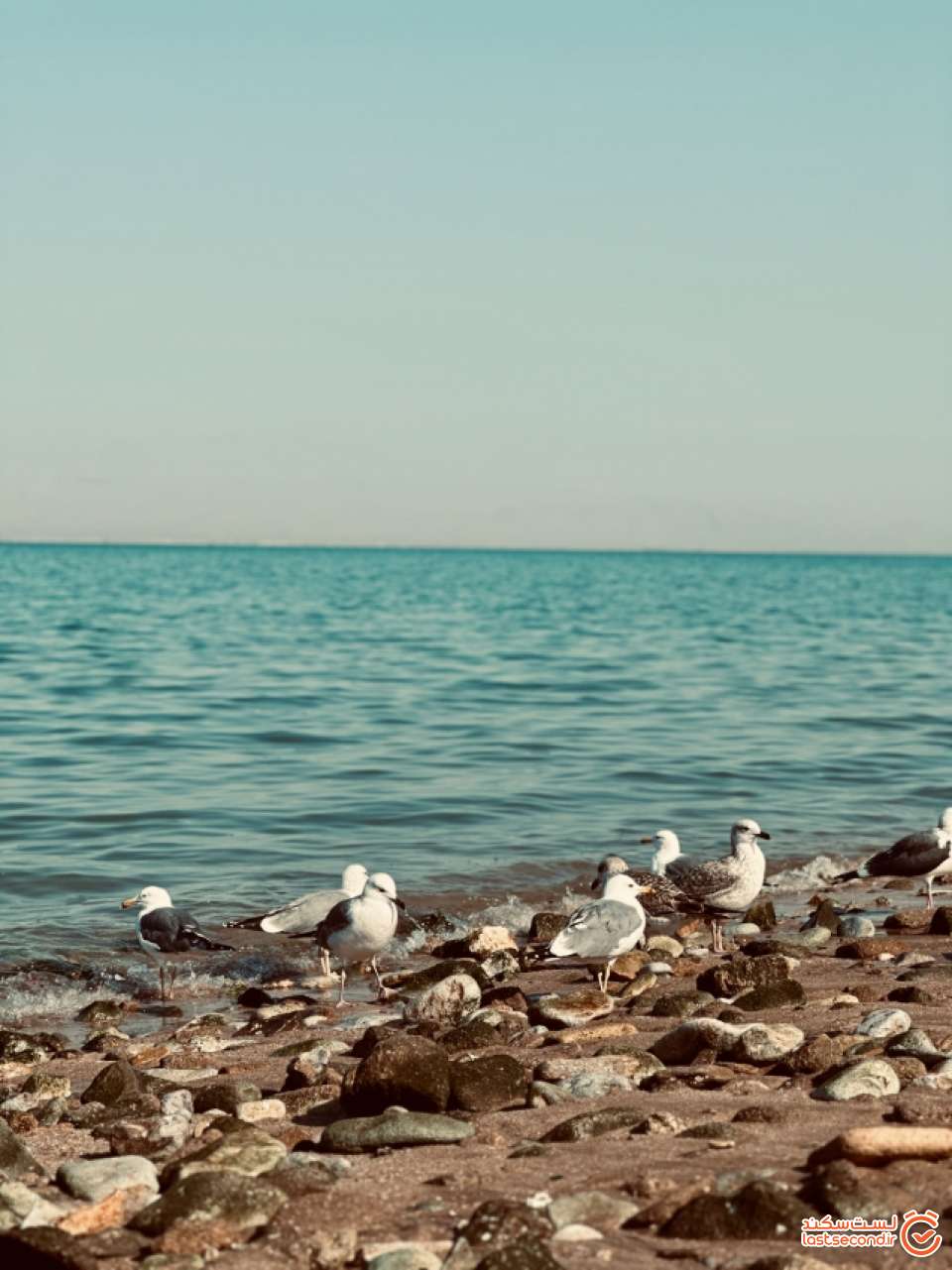 مرغان دریایی