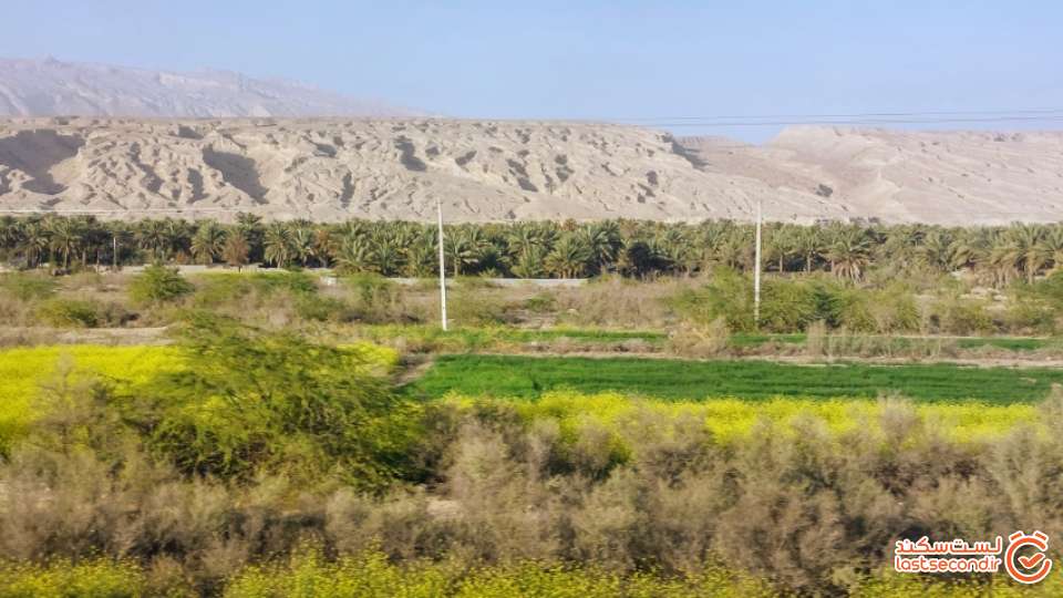 نخلستان های میبر