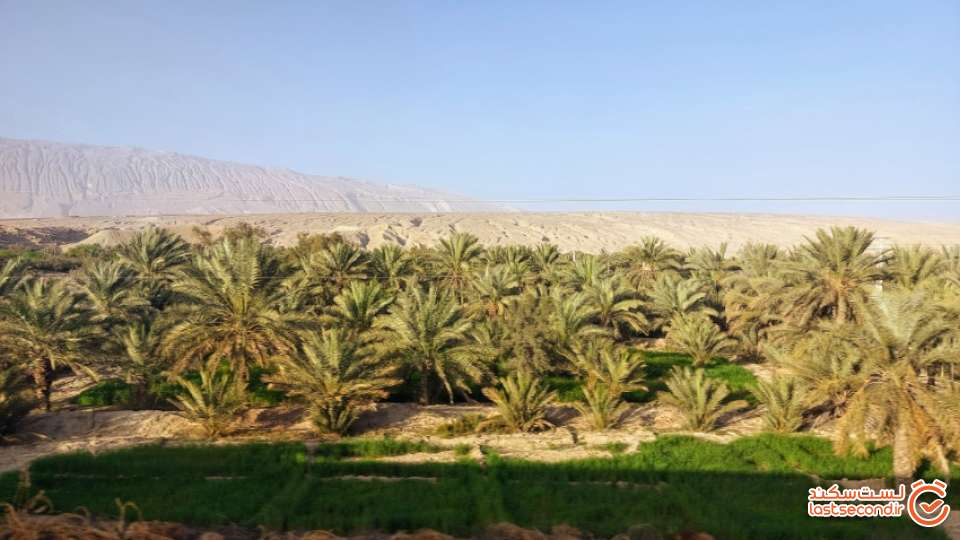 نخلستان های مسیر