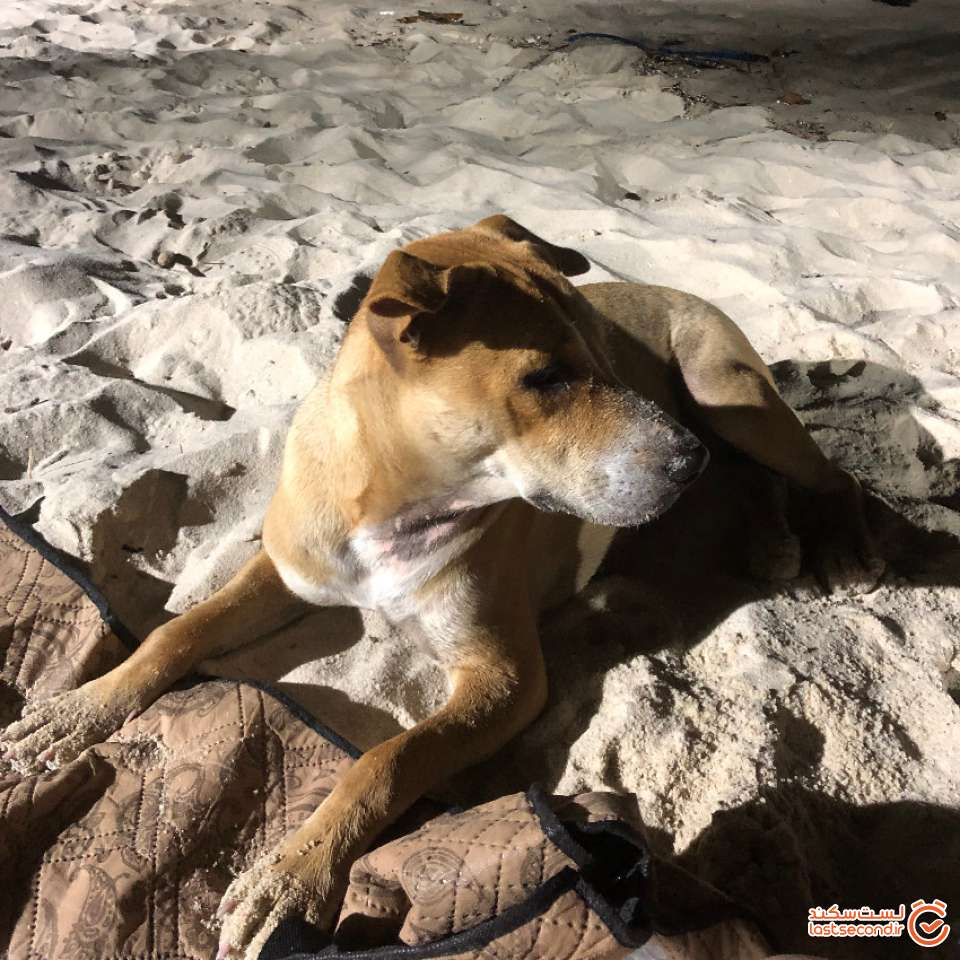 مهمان ناخونده ما در ساحل