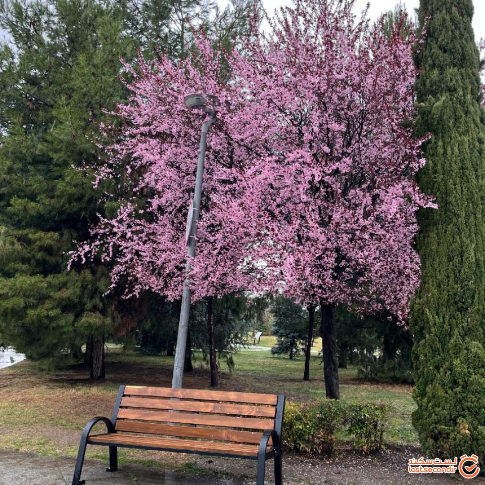 شکوفه های زیبای بهاری